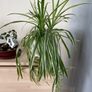Spider Plant Ribbon plant with white pot Image 3