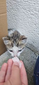 Adoption