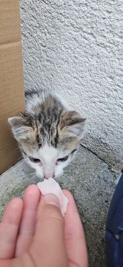 Adoption