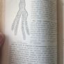 Domestic Science And General Hygiene. By T.w. Gardner And Isabel F. Young. Early 1900s Hardback In Good Condition.  See Photos For Same. Image 8