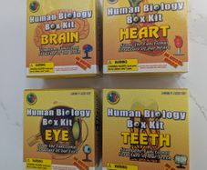 Set of 4 Human Biology box kits