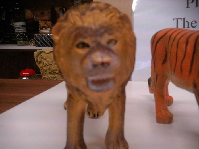 animals