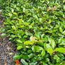Two Foot Griselina Hedging Plants Image 8
