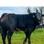 Hybrid Bull  for Sale Image 4