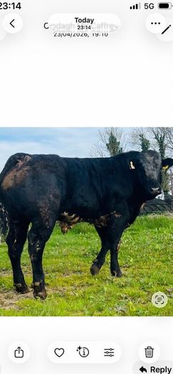Hybrid Bull  for Sale