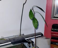 avocado plant