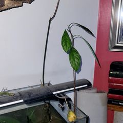 avocado plant