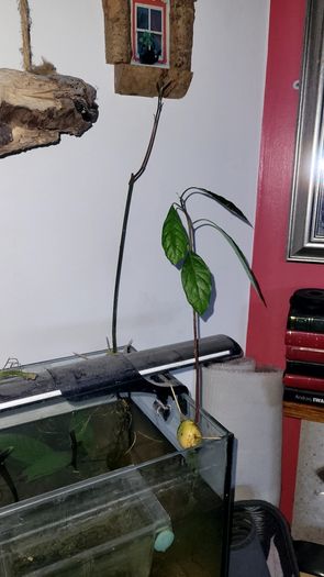 avocado plant