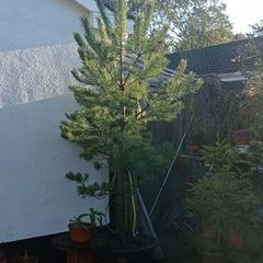 Scotts pine trees