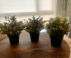 3 Decorative House Plants