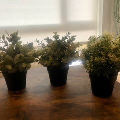 3 Decorative House Plants