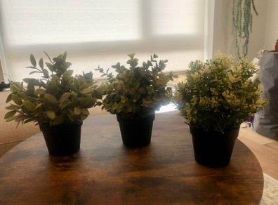 3 Decorative House Plants