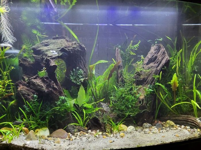 70l Scaped And Planted Fish Tank With Lights Heater And Filter For Sale ...