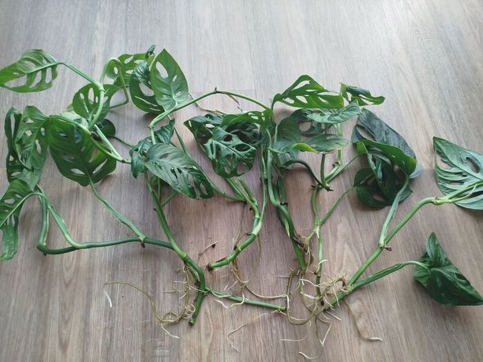 Monsters Adansonii plant