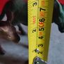 3 DONKEY Plastic Toy Animals - Farm Animal . Image 4