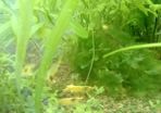 Aquarium plants