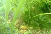 Aquarium plants