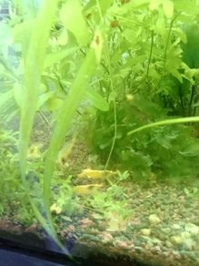 Aquarium plants