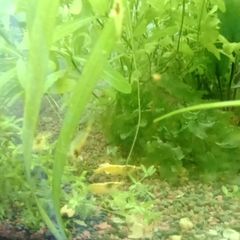 Aquarium plants