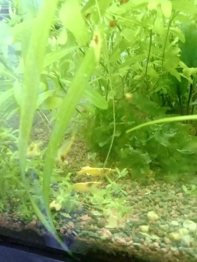 Aquarium plants