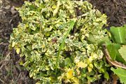 Euonymus fortunei