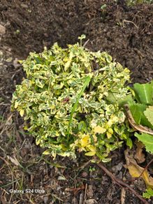 Euonymus fortunei