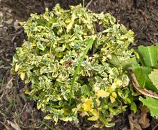 Euonymus fortunei
