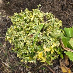 Euonymus fortunei