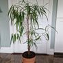 Banana leaf fig houseplant Image 3