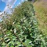 Elaeagnus Ebbengei - Coastal Hedging Image 3