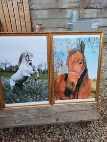 Large Vintage Equestrian Pictures
