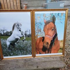 Large Vintage Equestrian Pictures