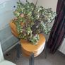 Jade plant, Money plant for good luck, at least 40 years old Image 4
