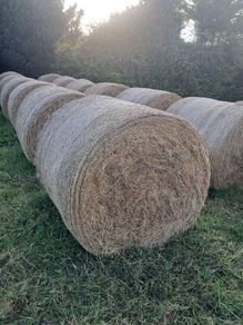 Hay for sale