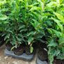 Portuguese Laurel Image 8