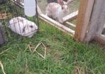 Rabbits