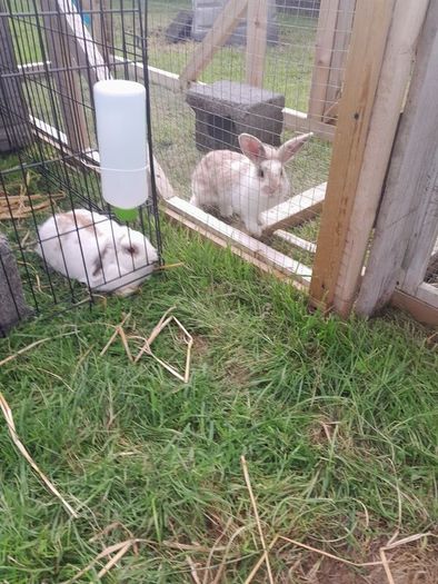 Rabbits