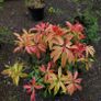 15 mature plants/shrubs Image 4