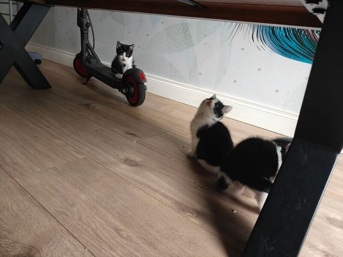 kittens