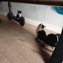 kittens Image 3