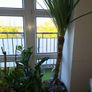 Cabbage tree Image 3