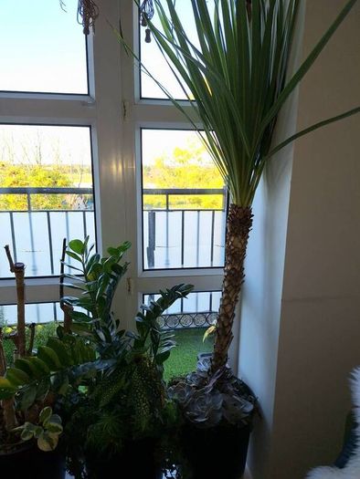 Cabbage tree