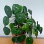 Money plant Pilea peperomioides indoor houseplant Image 3