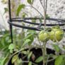tomato Image 2