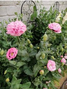 Pink Poppy Seeds