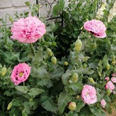 Pink Poppy Seeds