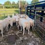 Organic hoggets Image 4