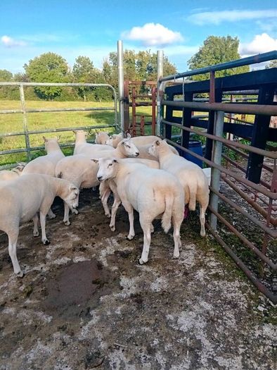 Organic hoggets