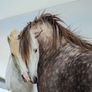 Canvas Horse lovers Image 3