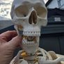Human Skeleton Model for Anatomy Image 6